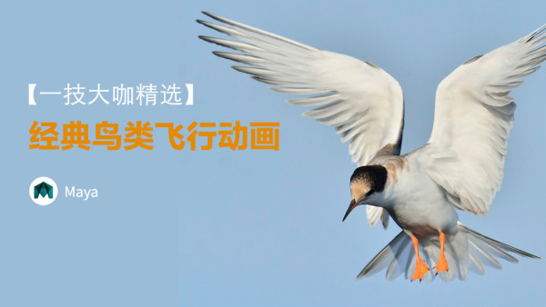 Maya 一技大咖精选 经典鸟类飞行动画 学习视频教程 腾讯课堂