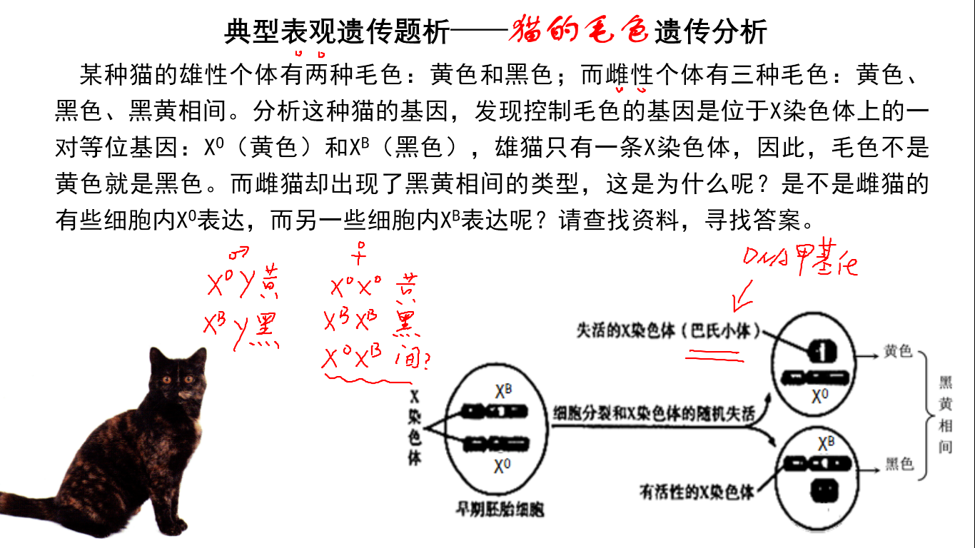 表观遗传,基因表达与性状的关系,高中生物必修二遗传与进化-学习视频
