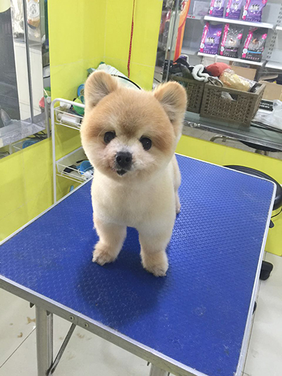 宠物狗美容 张娜泰迪犬萌系蘑菇头造型修剪-学习视频教程-腾讯课堂
